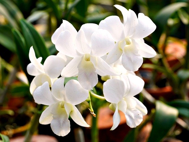 Free download flower white orchid dendrobium free picture to be edited with GIMP free online image editor