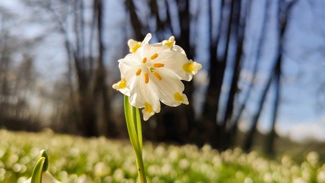 免费下载花卉野生水仙草甸自然免费图片以使用 GIMP 免费在线图像编辑器进行编辑