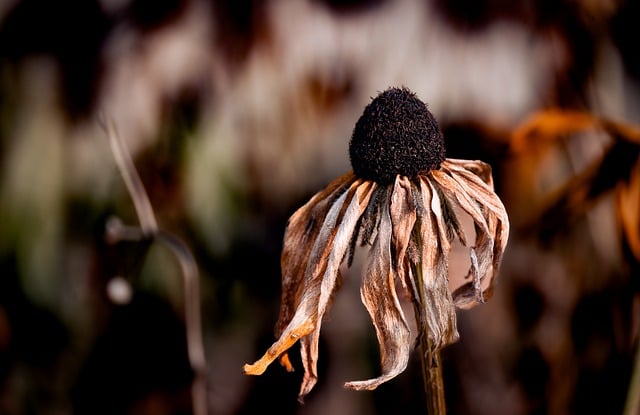 Descargue gratis la imagen gratuita de otoño de la planta marchita de la flor para editar con el editor de imágenes en línea gratuito GIMP
