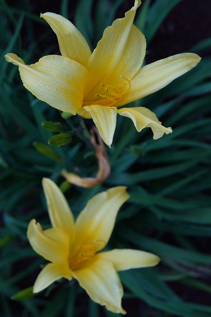 Bezpłatne pobieranie kwiatów żółte kwiaty żółte kwiaty darmowe zdjęcie do edycji za pomocą bezpłatnego internetowego edytora obrazów GIMP