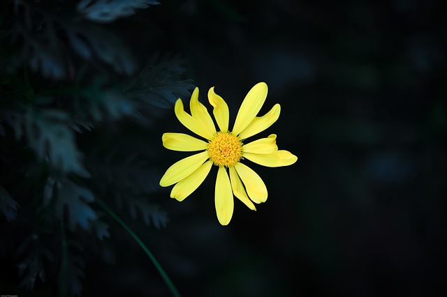 Download gratuito fiore giallo fiore ye giallo immagine gratuita da modificare con l'editor di immagini online gratuito GIMP