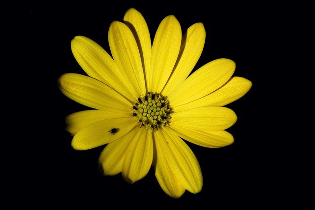 Kostenloser Download Flower Yellow Summer kostenlose Fotovorlage zum Bearbeiten mit GIMP Online-Bildbearbeitung