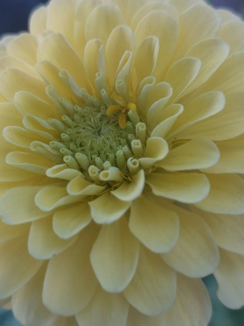 花の黄色の百日草の花を無料でダウンロード GIMP で編集できる無料のオンライン画像エディター