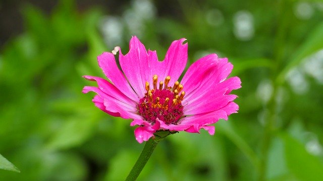 Descarga gratuita de la plantilla de fotos gratuita Flower Zinnia Garden para editar con el editor de imágenes en línea GIMP