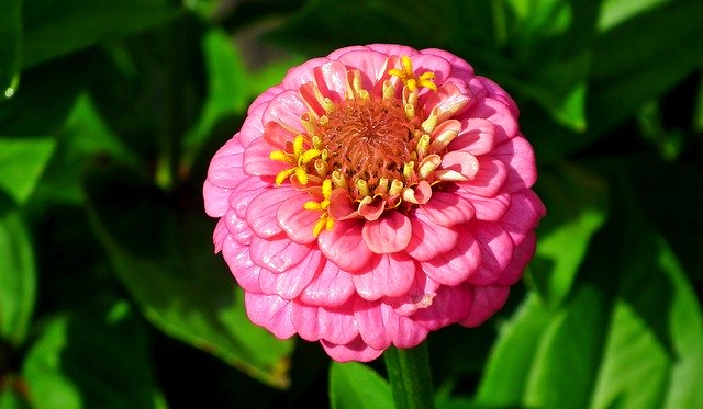 Unduh gratis Flower Zinnia Pink - foto atau gambar gratis untuk diedit dengan editor gambar online GIMP