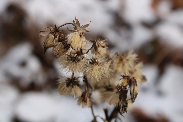 免费下载绒毛冬季花朵生长自然免费图片，使用 GIMP 免费在线图像编辑器进行编辑