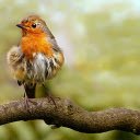 Fluffy bird  screen for extension Chrome web store in OffiDocs Chromium