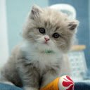 Fluffy Kitten  screen for extension Chrome web store in OffiDocs Chromium