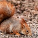 Fluffy red squirrel  screen for extension Chrome web store in OffiDocs Chromium