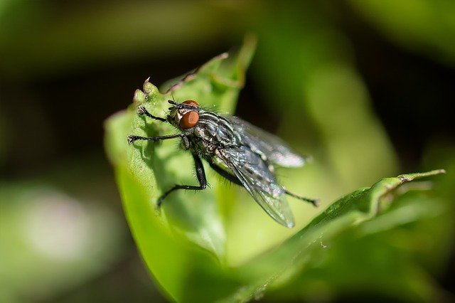 ດາວໂຫຼດຟຣີ fly carnivore macro grey flesh fly free picture to be edited with GIMP free online image editor