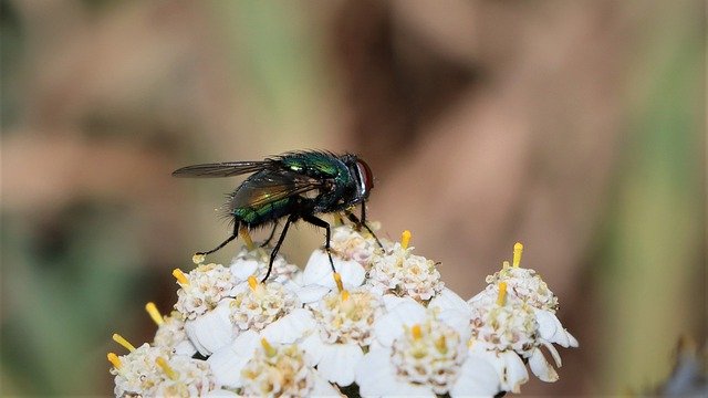 Bezpłatne pobieranie bezpłatnego zdjęcia muchy siedzącej na kwiatku na zewnątrz do edycji za pomocą bezpłatnego edytora obrazów online GIMP
