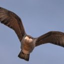 Flying eagle  screen for extension Chrome web store in OffiDocs Chromium