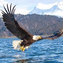 Flying eagle wallpaper  screen for extension Chrome web store in OffiDocs Chromium