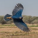 Flying Eagle Wallpaper  screen for extension Chrome web store in OffiDocs Chromium