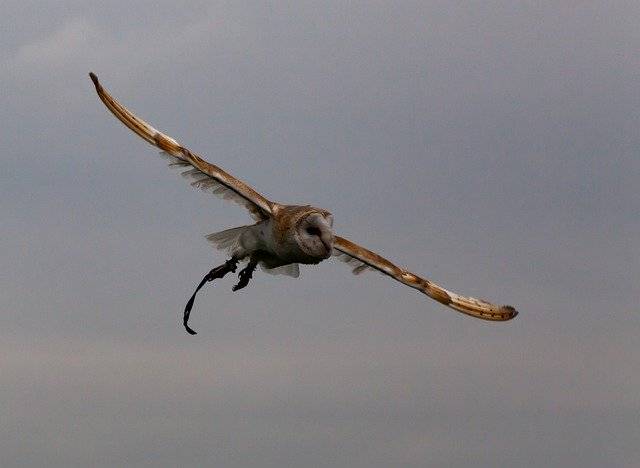 Baixe grátis Flying Owl European White - foto ou imagem gratuita a ser editada com o editor de imagens online GIMP