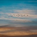 flying sparrows wallpaper  screen for extension Chrome web store in OffiDocs Chromium