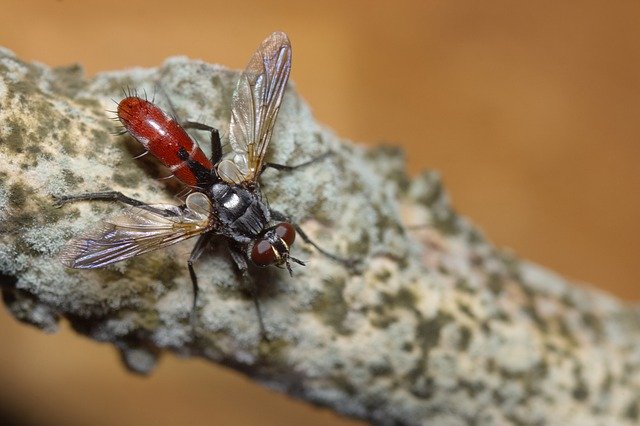 تنزيل مجاني يطير ذبابة حشرة ذبابة عن قرب صورة مجانية ليتم تحريرها باستخدام محرر الصور المجاني عبر الإنترنت من GIMP