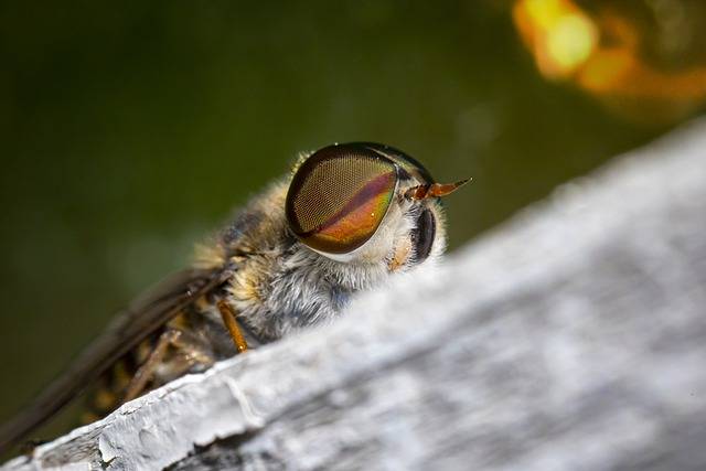 Kostenloser Download von Fly Insect Nature – kostenloses Foto oder Bild zur Bearbeitung mit dem Online-Bildeditor GIMP