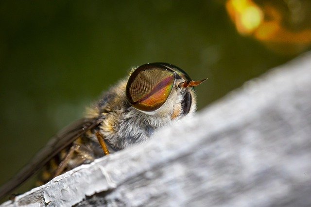Téléchargement gratuit de Fly Insect Nature - photo ou image gratuite à modifier avec l'éditeur d'images en ligne GIMP