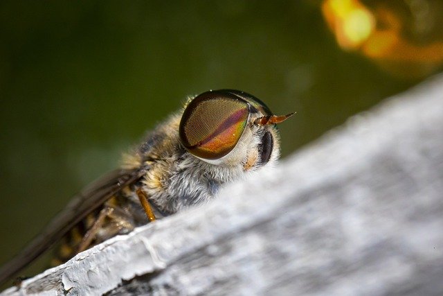 Безкоштовно завантажте Fly Insect Nature - безкоштовну фотографію чи малюнок для редагування за допомогою онлайн-редактора зображень GIMP