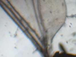 Free download Fly microscopic images free photo or picture to be edited with GIMP online image editor