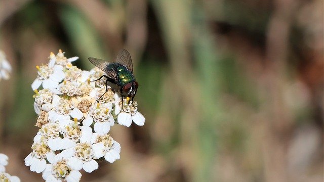 Scarica gratuitamente l'immagine gratuita di mosca seduta fiore all'esterno da modificare con l'editor di immagini online gratuito GIMP