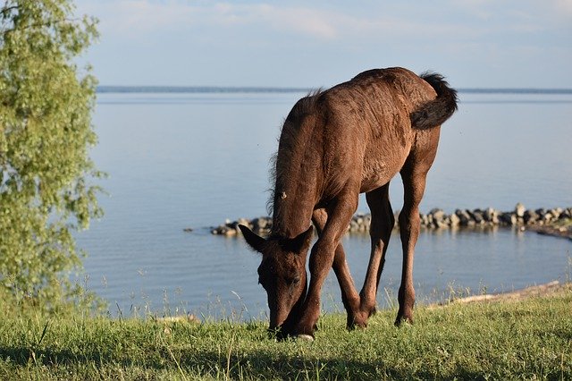 Free download foal graze horse summer meadow free picture to be edited with GIMP free online image editor
