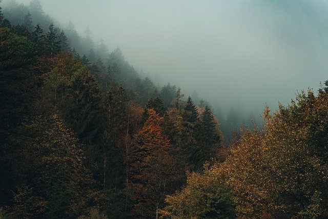Free download fog foggy forest trees dark free picture to be edited with GIMP free online image editor