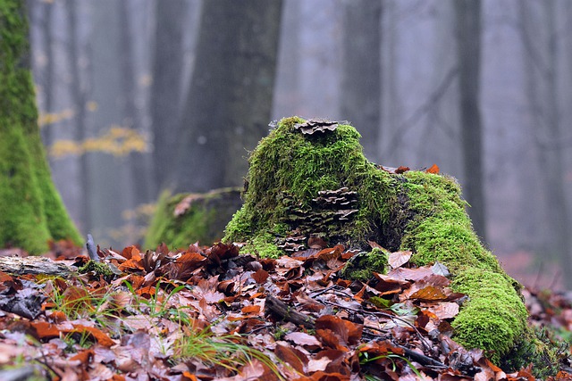 Descărcare gratuită ceață încețoșată dimineață pădure natură imagine gratuită pentru a fi editată cu editorul de imagini online gratuit GIMP