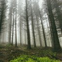 Fog in the pine forest  screen for extension Chrome web store in OffiDocs Chromium