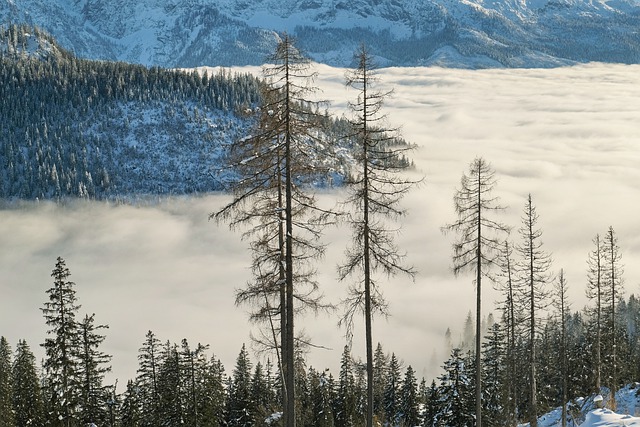 Téléchargement gratuit d'une image gratuite de brouillard, montagnes, neige, nature à modifier avec l'éditeur d'images en ligne gratuit GIMP