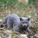 Fold eared gray cat  screen for extension Chrome web store in OffiDocs Chromium