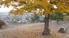 Muat turun percuma Foliage Fall Brown - video percuma untuk diedit dengan editor video dalam talian OpenShot