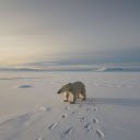 Footprints in the snow  screen for extension Chrome web store in OffiDocs Chromium