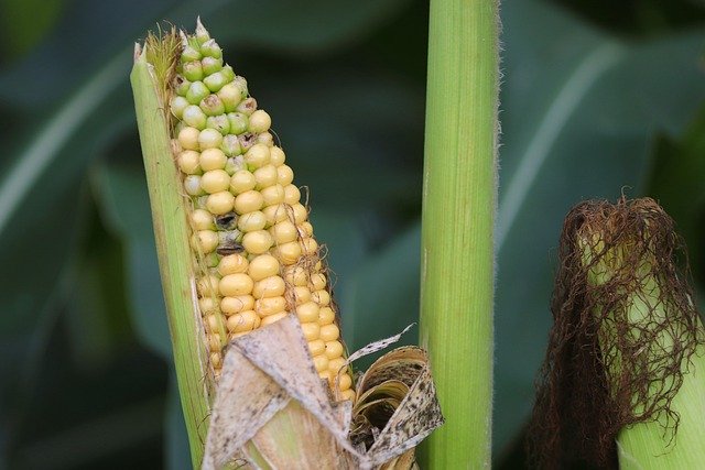 Free download forage corn animal feed free picture to be edited with GIMP free online image editor