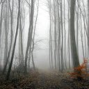 Forest and Fog  screen for extension Chrome web store in OffiDocs Chromium