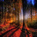 Forest at Autumn screen ສໍາລັບສ່ວນຂະຫຍາຍ Chrome web store ໃນ OffiDocs Chromium