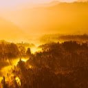 Forest at dawn  screen for extension Chrome web store in OffiDocs Chromium