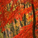 Forest At Fall  screen for extension Chrome web store in OffiDocs Chromium