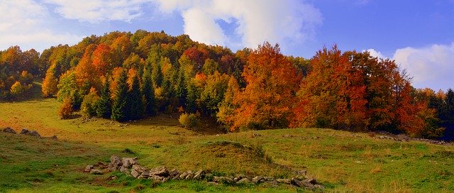 Download gratuito de imagem gratuita de excursão de trilha de gramado de outono de floresta a ser editada com o editor de imagens on-line gratuito do GIMP