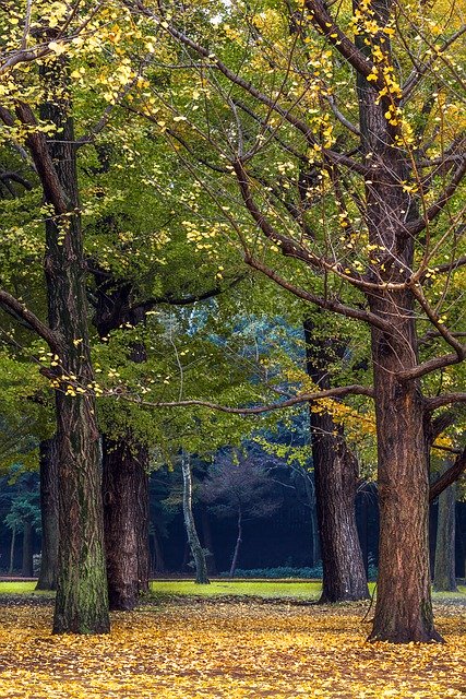 Free download forest autumn trees nature free picture to be edited with GIMP free online image editor