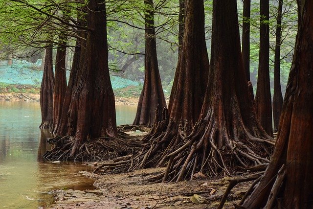 免费下载森林湖边树木免费图片以使用 GIMP 免费在线图像编辑器进行编辑