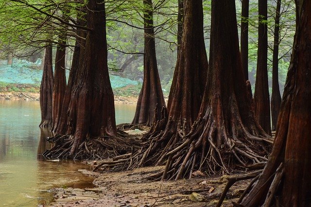 Free download forest by the lake trees free picture to be edited with GIMP free online image editor