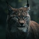 FOREST CAT THEME  screen for extension Chrome web store in OffiDocs Chromium