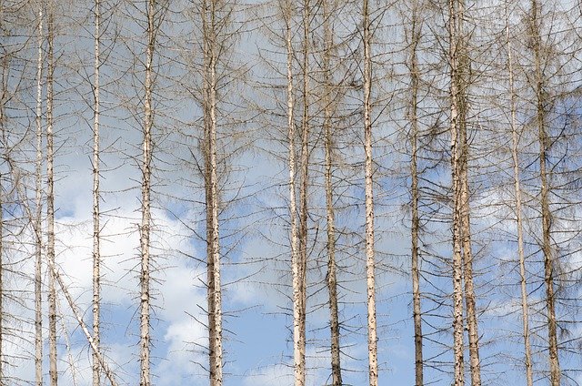 Kostenloser Download Waldsterben-Trockenheit Kostenloses Bild zur Bearbeitung mit dem kostenlosen Online-Bildeditor GIMP