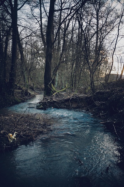 Bezpłatne pobieranie lasu di natura dzika pustynia darmowe zdjęcie do edycji za pomocą bezpłatnego internetowego edytora obrazów GIMP