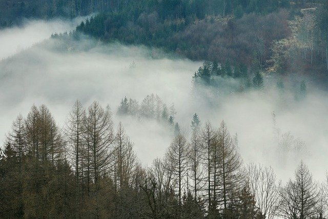 免费下载森林雾自然景观雾免费图片可使用 GIMP 免费在线图像编辑器进行编辑