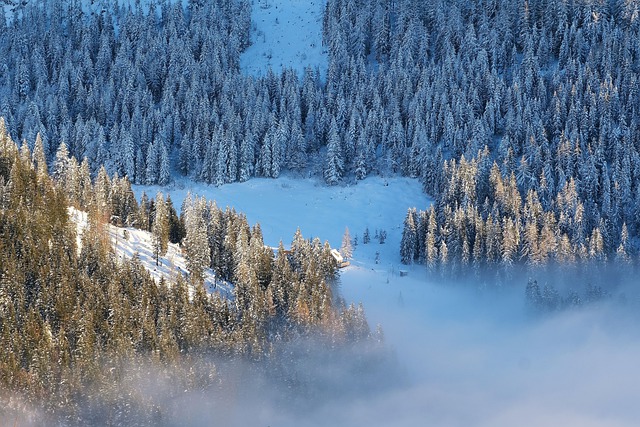 GIMP ücretsiz çevrimiçi resim düzenleyiciyle düzenlenecek ücretsiz indir orman sis doğa manzarası kış ücretsiz resmi