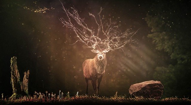 Kostenloser Download Forest Hirsch Sunbeam Wild Dark Kostenloses Bild, das mit dem kostenlosen Online-Bildeditor GIMP bearbeitet werden kann