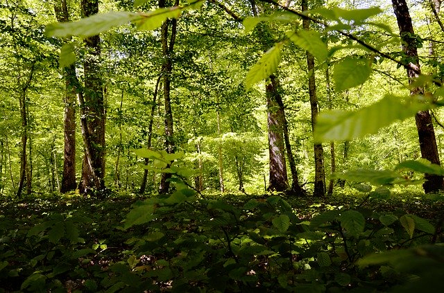 Download gratuito Forest Light Nature - foto o immagine gratuita da modificare con l'editor di immagini online di GIMP